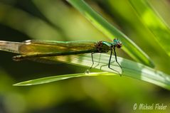 Gebänderte Prachtlibelle (Calopteryx splendens) Weibchen 2