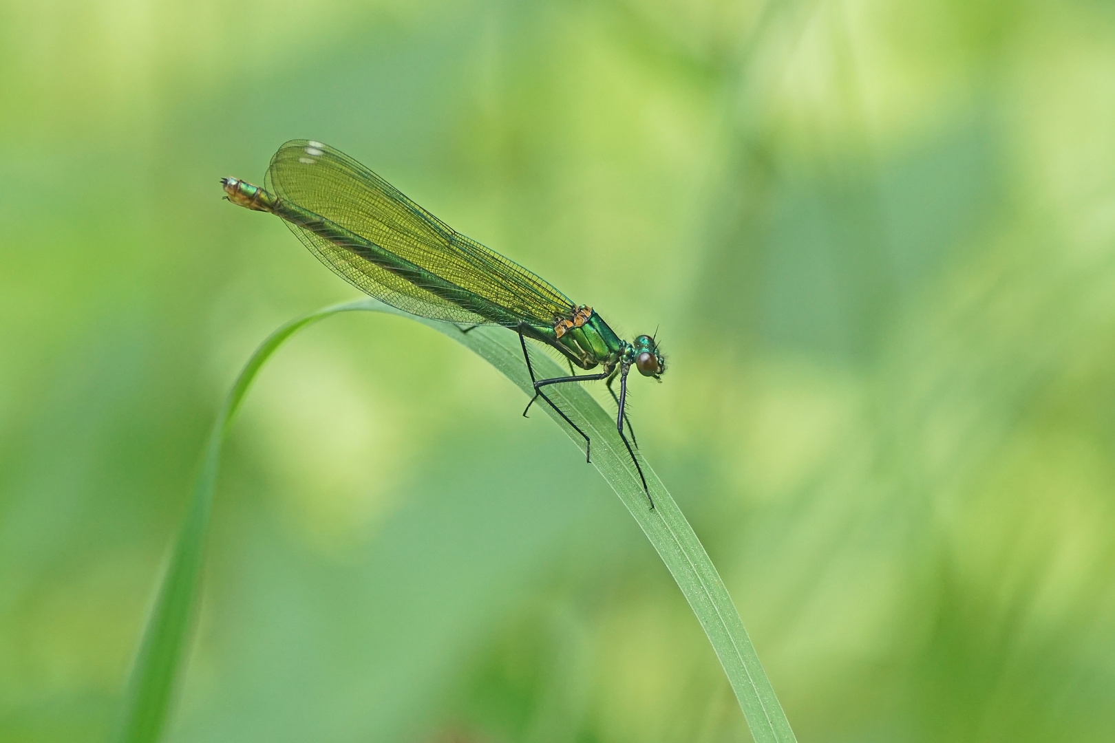 Gebänderte Prachtlibelle (Calopteryx splendens), Weibchen