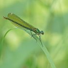 Gebänderte Prachtlibelle (Calopteryx splendens), Weibchen