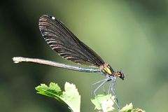 Gebänderte Prachtlibelle – (Calopteryx splendens) Weibchen