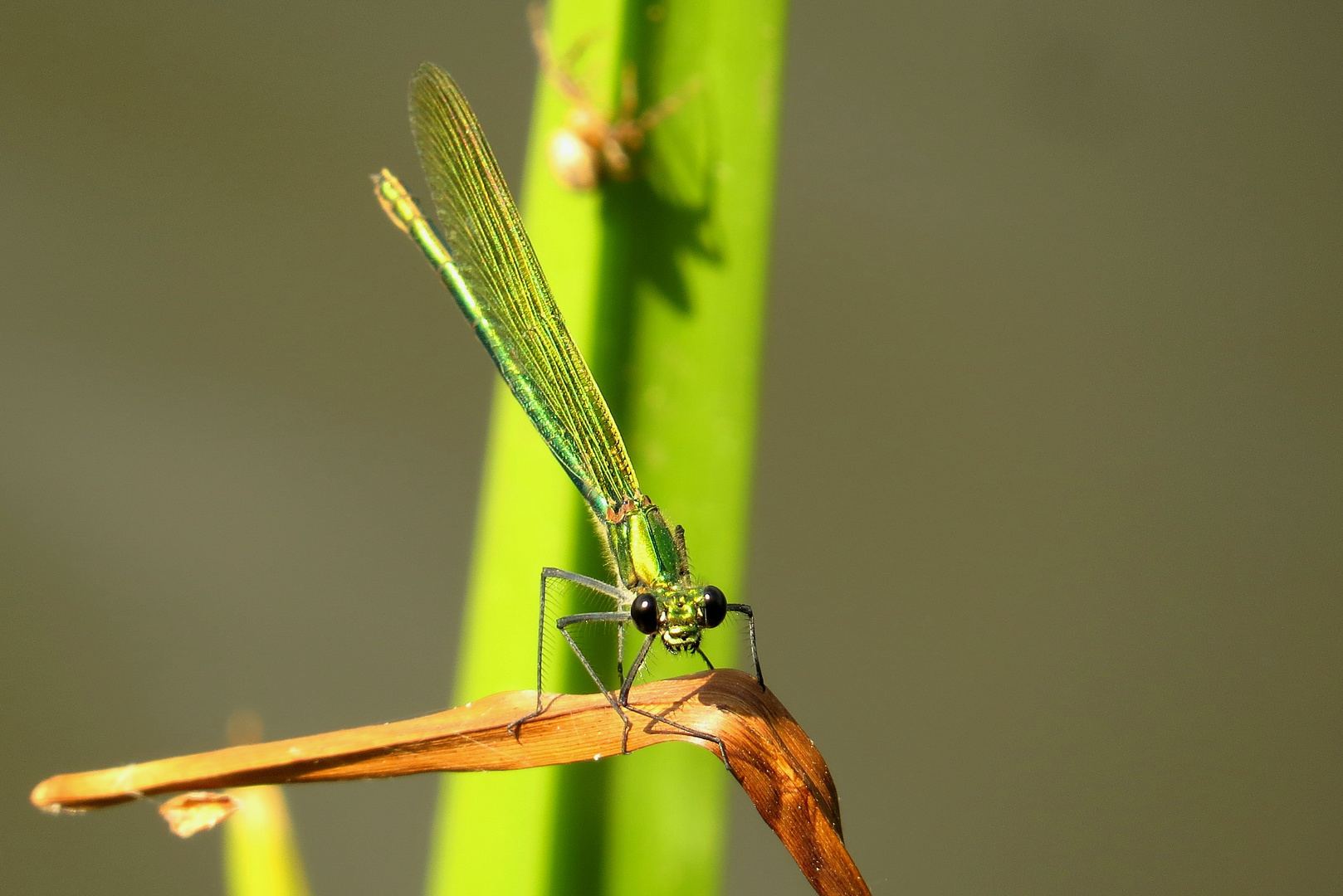 Gebänderte Prachtlibelle (Calopteryx splendens), Weibchen