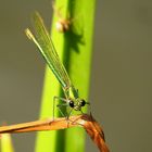 Gebänderte Prachtlibelle (Calopteryx splendens), Weibchen