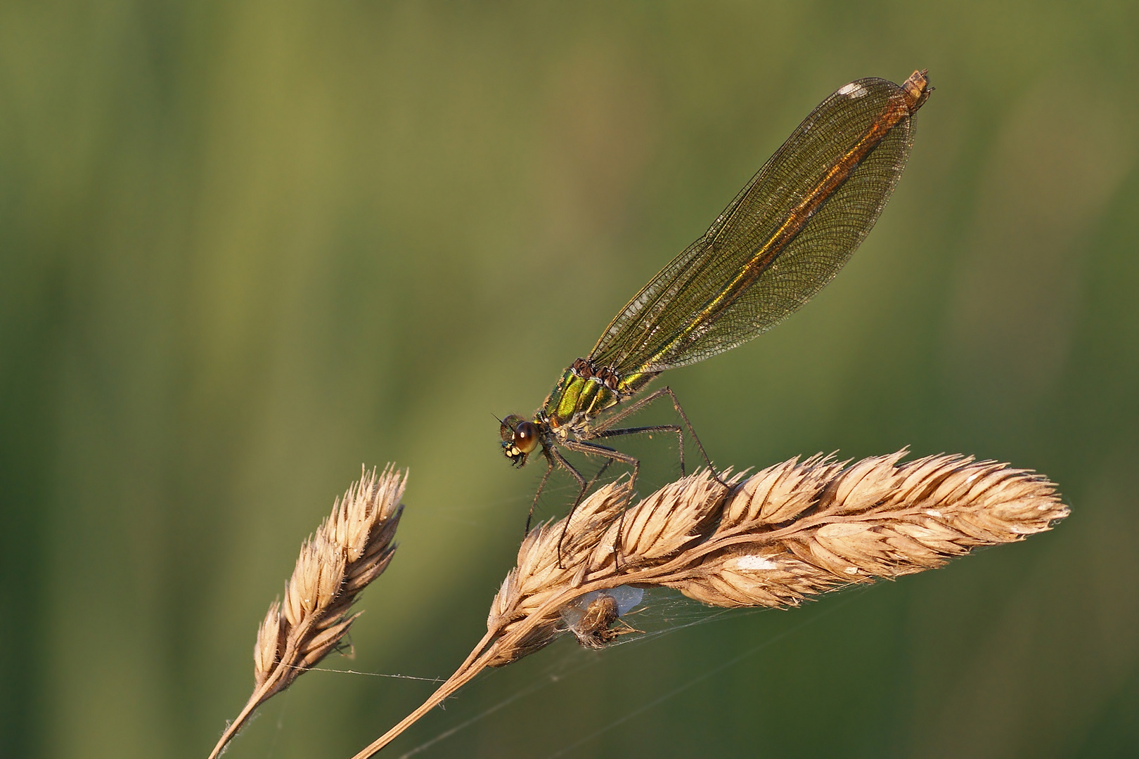 Gebänderte Prachtlibelle (Calopteryx splendens), Weibchen