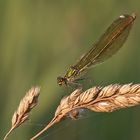 Gebänderte Prachtlibelle (Calopteryx splendens), Weibchen