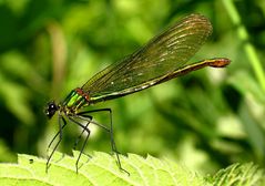 Gebänderte Prachtlibelle (Calopteryx splendens), Weibchen