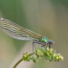 Gebänderte Prachtlibelle (Calopteryx splendens), Weibchen