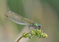 Gebänderte Prachtlibelle (Calopteryx splendens), Weibchen