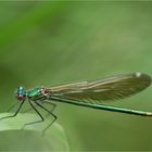 Gebänderte Prachtlibelle (Calopteryx splendens), Weibchen...