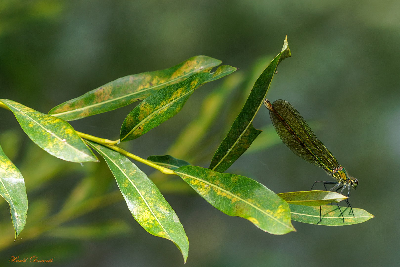 Gebänderte Prachtlibelle (Calopteryx splendens) Weibchen