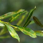 Gebänderte Prachtlibelle (Calopteryx splendens) Weibchen