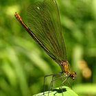 Gebänderte Prachtlibelle (Calopteryx splendens), Weibchen