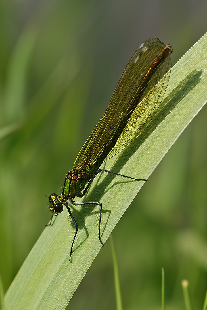 Gebänderte Prachtlibelle (Calopteryx splendens), Weibchen