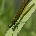 Gebänderte Prachtlibelle (Calopteryx splendens), Weibchen