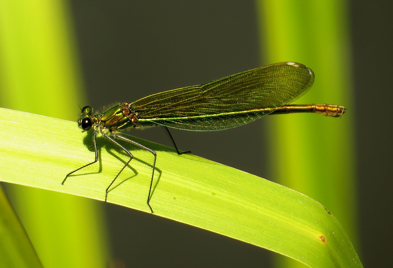 Gebänderte Prachtlibelle (Calopteryx splendens), Weibchen