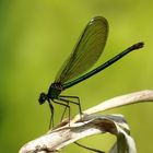 Gebänderte Prachtlibelle (Calopteryx splendens), Weibchen