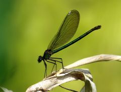 Gebänderte Prachtlibelle (Calopteryx splendens), Weibchen