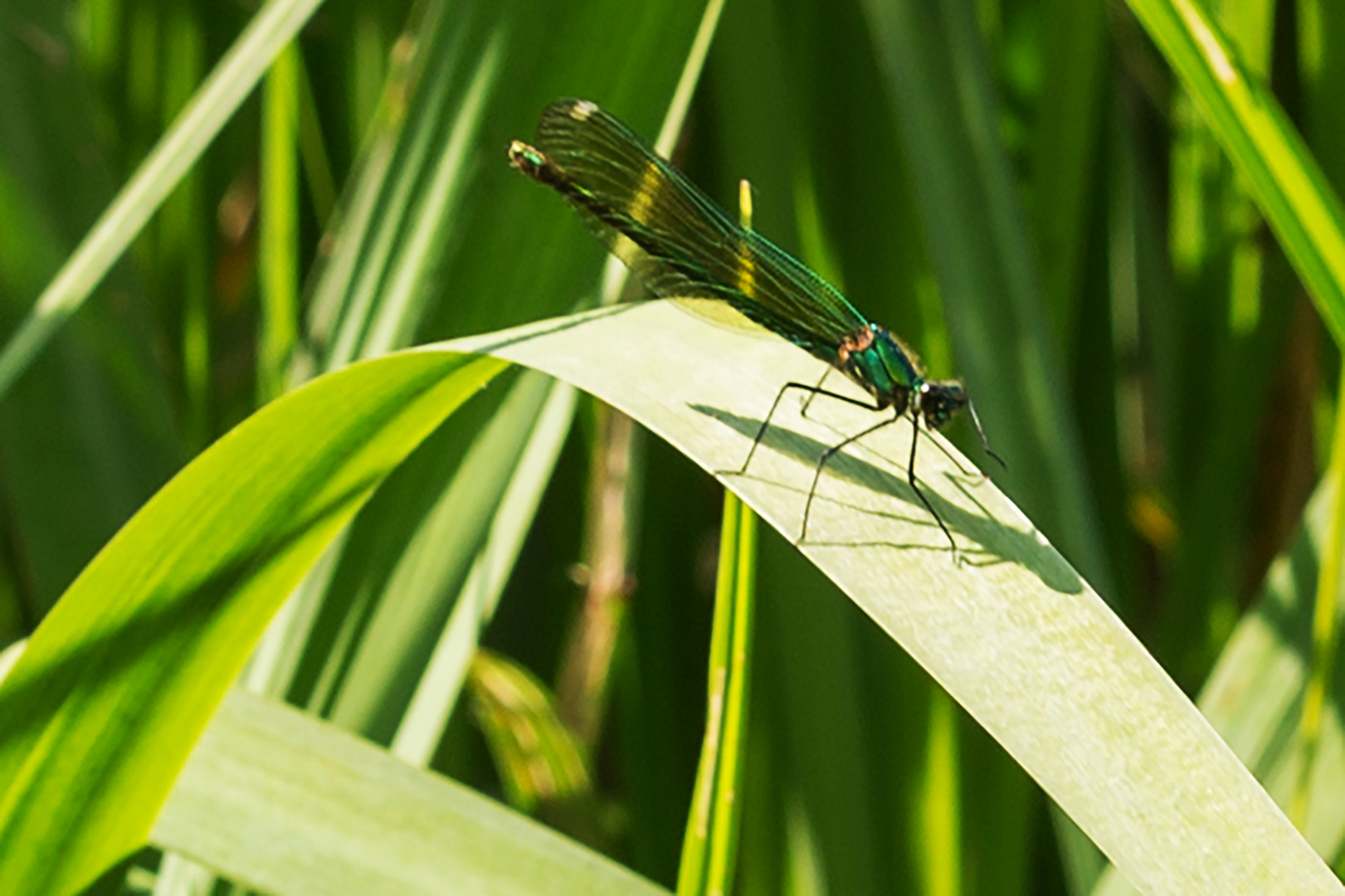 Gebänderte Prachtlibelle (Calopteryx splendens) Weibchen