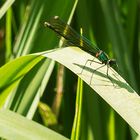 Gebänderte Prachtlibelle (Calopteryx splendens) Weibchen