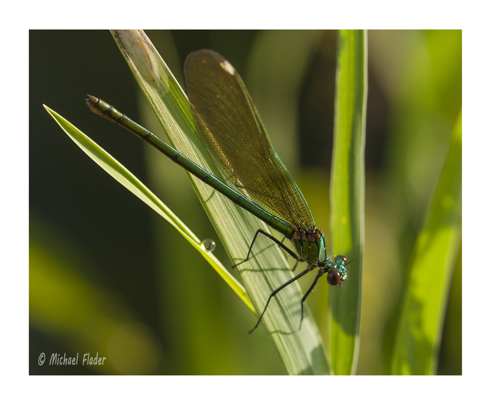 Gebänderte Prachtlibelle (Calopteryx splendens) Weibchen