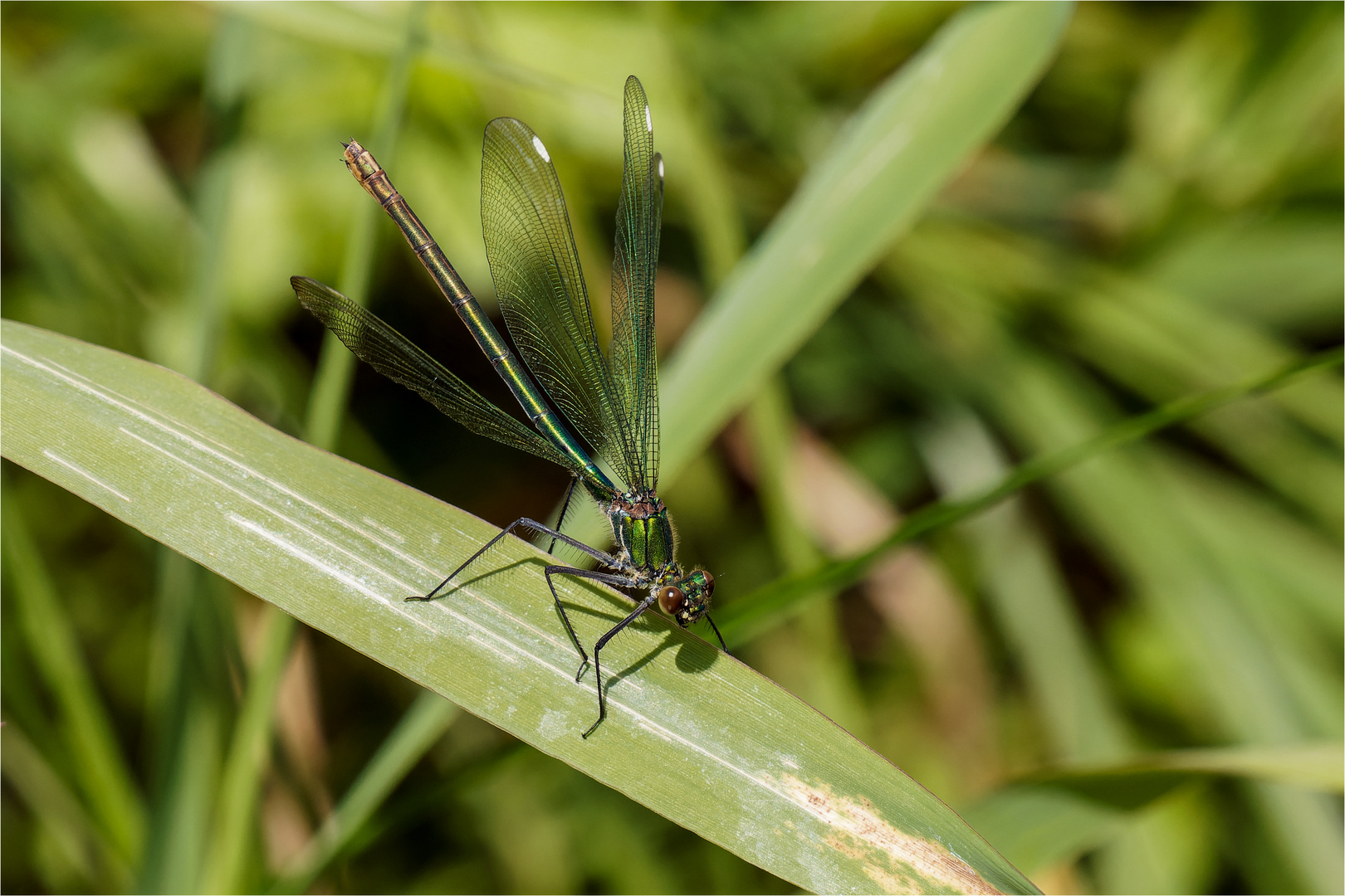 gebänderte Prachtlibelle - Calopteryx splendens - weibl. ......  - 2 -