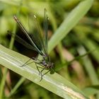 gebänderte Prachtlibelle - Calopteryx splendens - weibl. ......  - 2 -