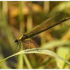 Gebänderte Prachtlibelle (Calopteryx splendens) weibl.