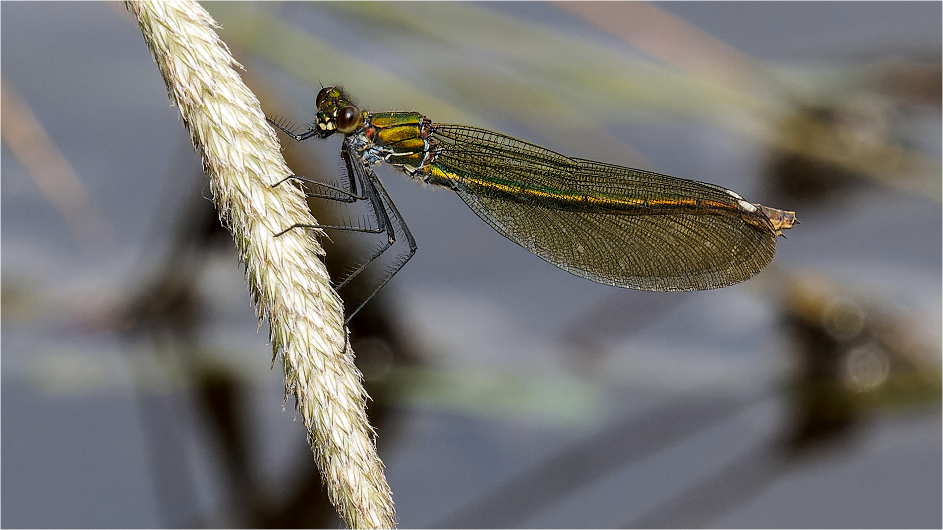 gebänderte Prachtlibelle - Calopteryx splendens - weibl.  .....