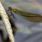 gebänderte Prachtlibelle - Calopteryx splendens - weibl.  .....