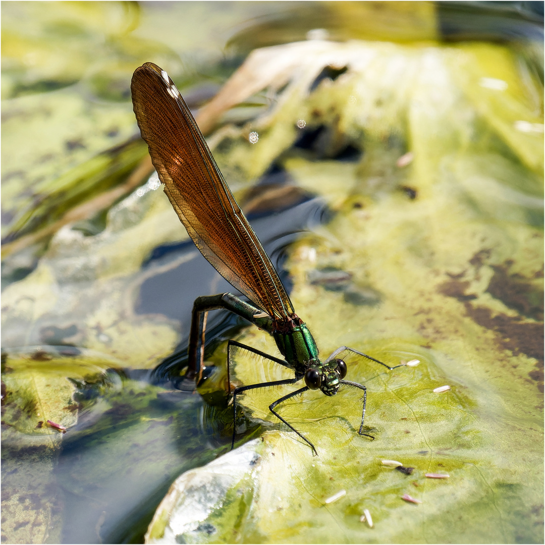 gebänderte Prachtlibelle - Calopteryx splendens - weibl. ......