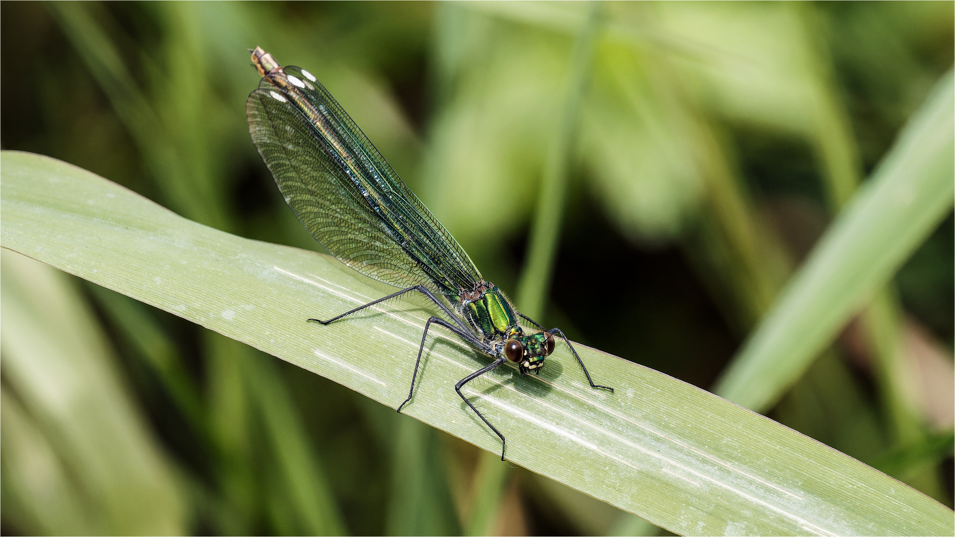 gebänderte Prachtlibelle - Calopteryx splendens - weibl.  ......