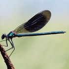 Gebänderte Prachtlibelle ( Calopteryx splendeus )