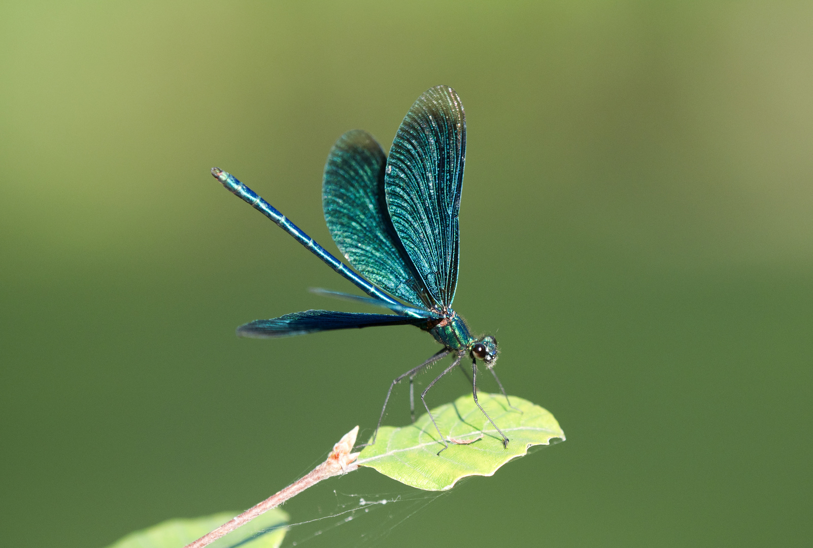 Gebänderte Prachtlibelle