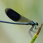 Gebänderte Prachtlibelle