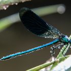 Gebänderte Prachtlibelle