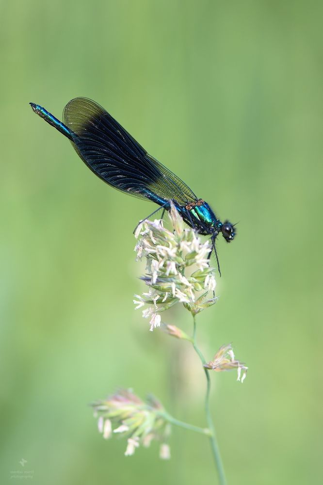 Gebänderte Prachtlibelle