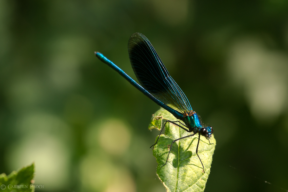 Gebänderte Prachtlibelle