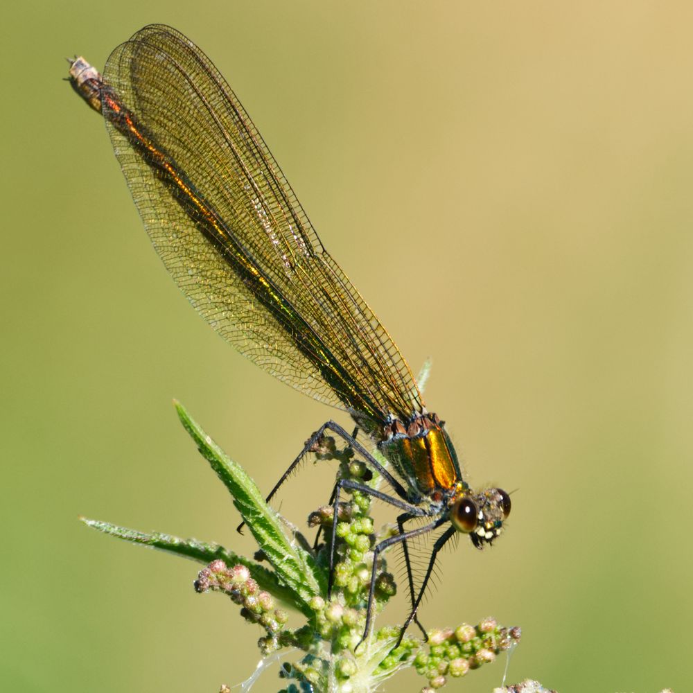 Gebänderte Prachtlibelle