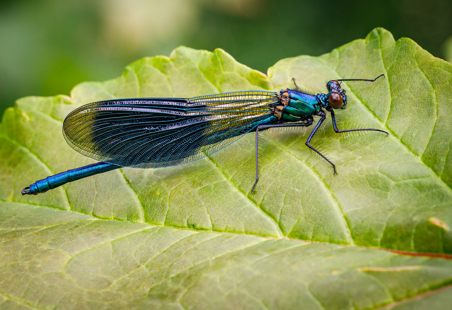 Gebänderte Prachtlibelle  (Galopteryx splendens)