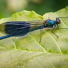 Gebänderte Prachtlibelle  (Galopteryx splendens)