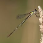 Gebänderte Prachtlibelle II - Calopteryx splendes