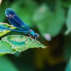 Gebänderte Prachtlibelle im Garten