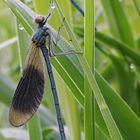 Gebänderte Prachtlibelle im Morgentau