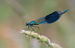 Gebänderte Prachtlibelle im Sommer