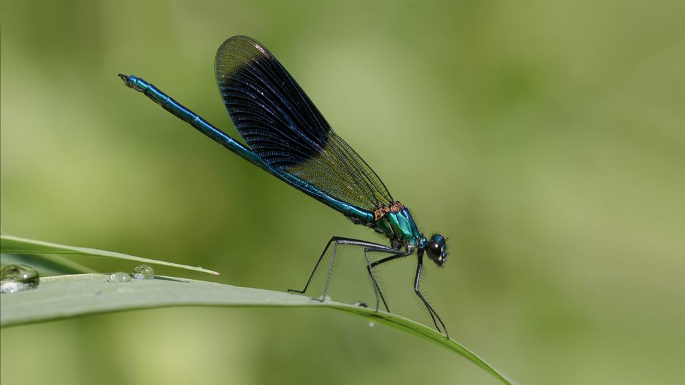 gebänderte prachtlibelle m.