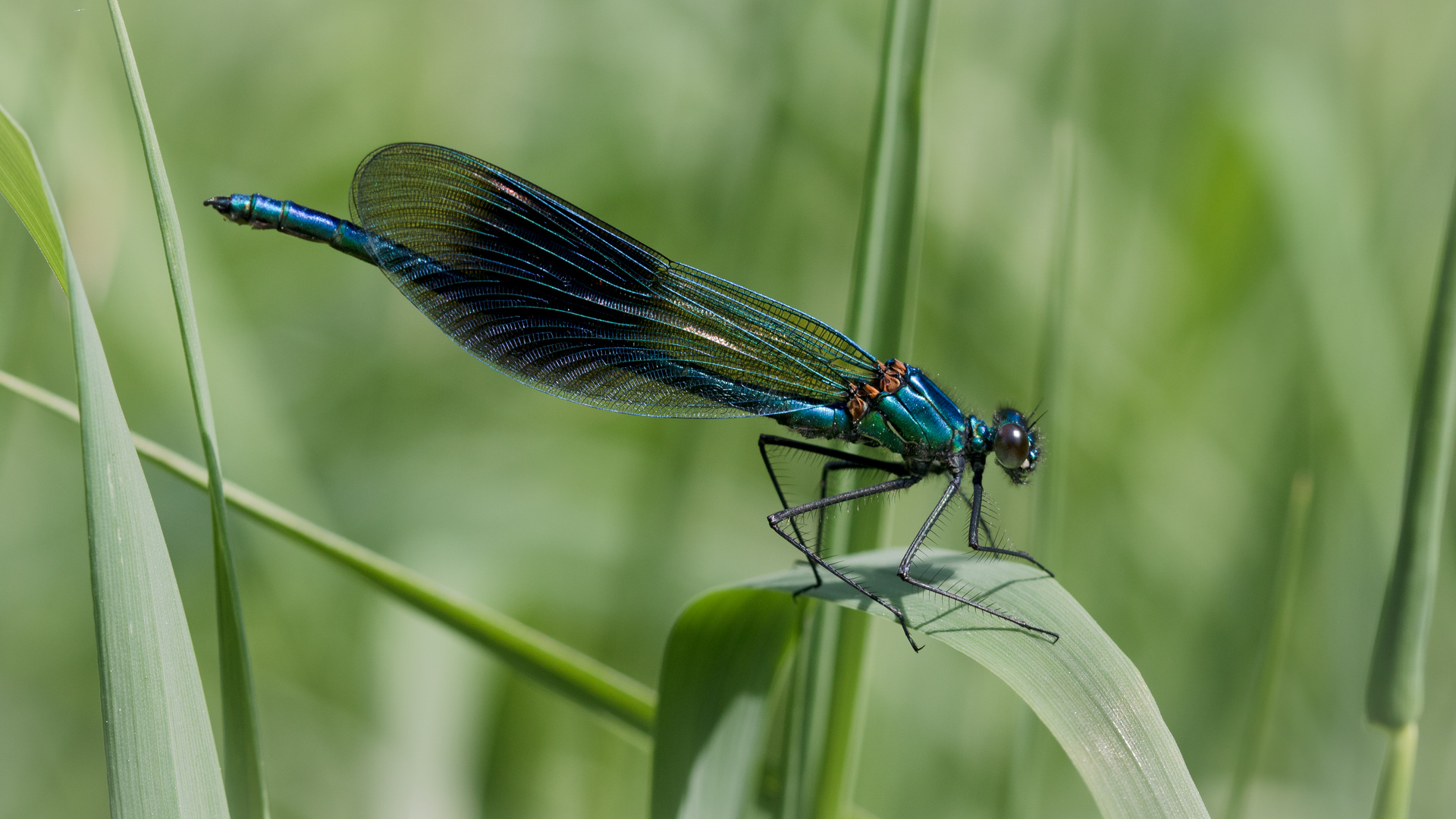 gebänderte prachtlibelle m.