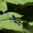 Gebänderte Prachtlibelle m