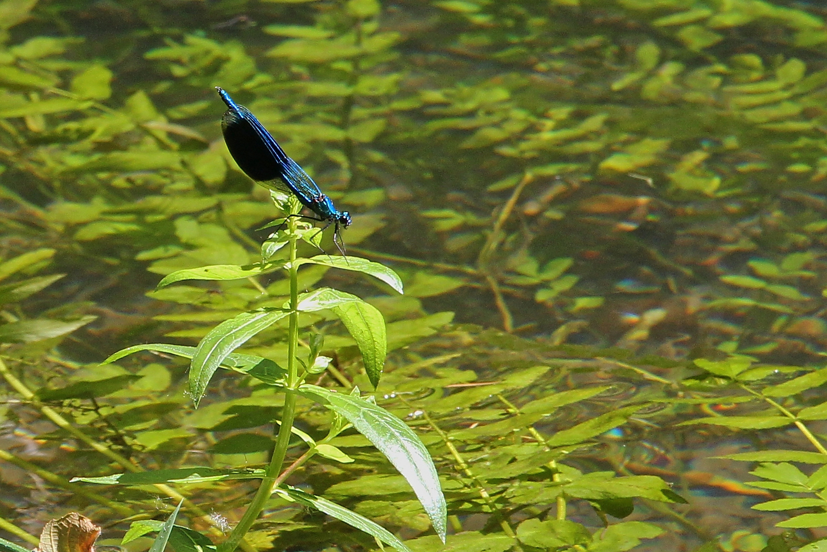 Gebänderte Prachtlibelle, Männchen (018_2016_07_08_EOS 100D_0082_ji)