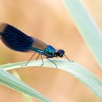 Gebänderte Prachtlibelle Männchen