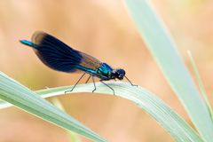 Gebänderte Prachtlibelle Männchen