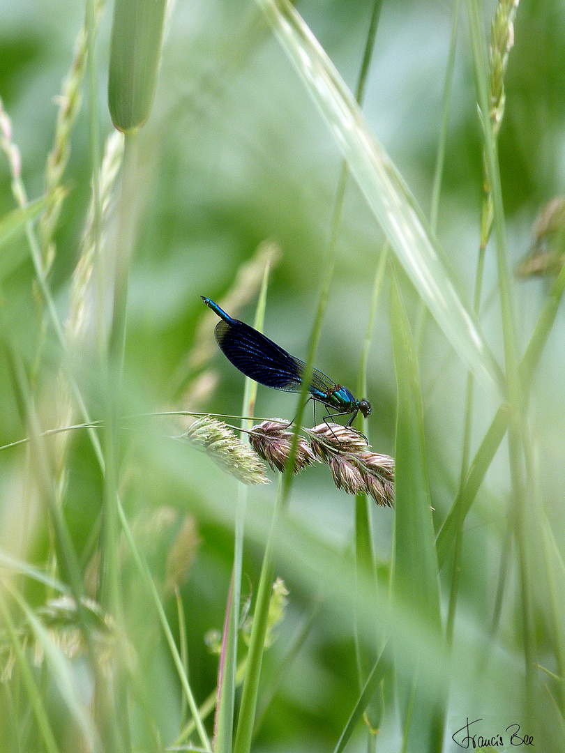 Gebänderte Prachtlibelle - Männchen (Calopteryx splendens)